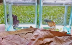 Ini Dia Manfaat Daun Ketapang Untuk Pertumbuhan Ikan Cupang