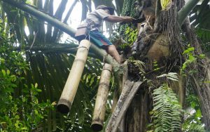 Video: Menengok Proses Pembuatan Gula Aren Desa Sukapada yang Mendebarkan