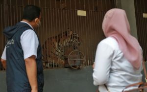 Bukan Hanya Pada Manusia, Harimau di Ragunan Juga Terpapar Covid-19