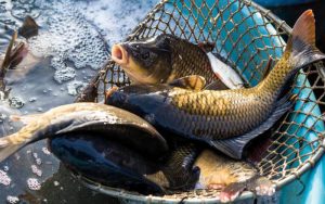 Hobi Konsumsi Ikan Air Tawar? Berikut Ini Manfaatnya Bagi Kesehatan Anda