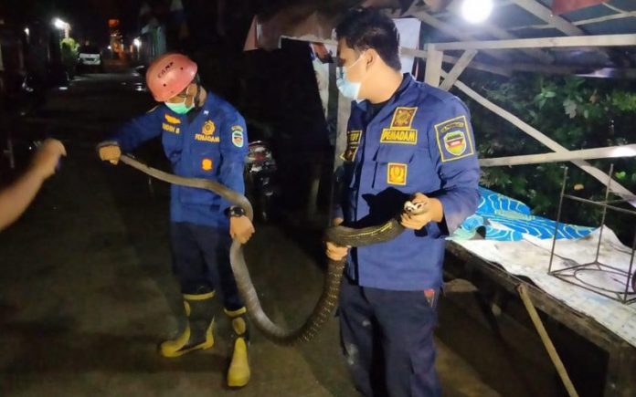 king-cobra