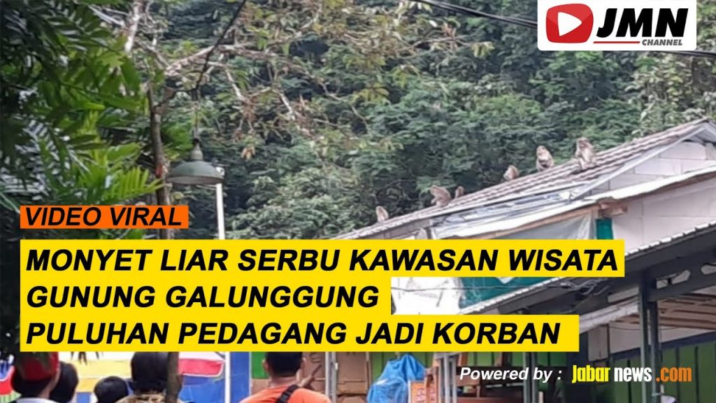Video: Monyet Liar Serbu Kawasan Wisata Gunung Galunggung, Pedagang Jadi Korban