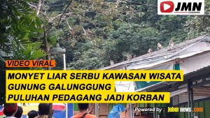 Video: Monyet Liar Serbu Kawasan Wisata Gunung Galunggung, Pedagang Jadi Korban