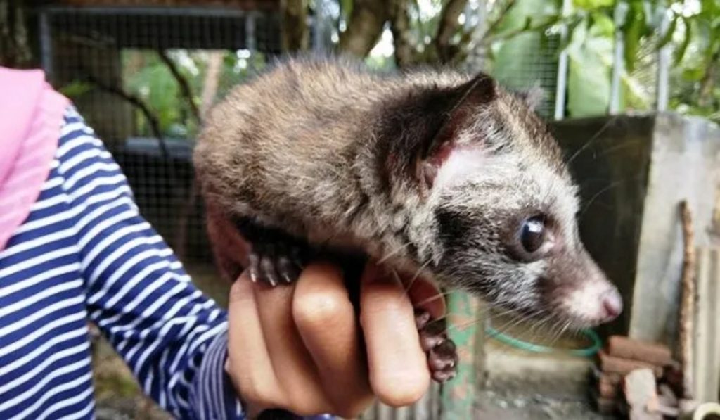 Begini Cara Merawat Musang Bagi Pemula, Mudah Untuk Dilakukan