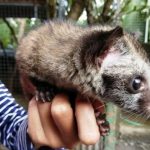 hewan peliharaan musang (Foto: Kaskus)