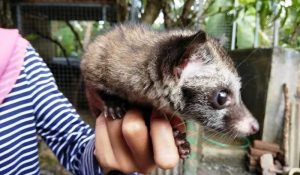 Begini Cara Merawat Musang Bagi Pemula, Mudah Untuk Dilakukan