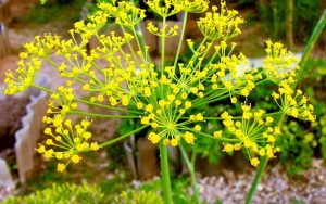 Mengenal Adas, Tanaman Obat Yang Memiliki Banyak Khasiat Untuk Kesehatan