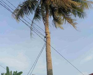 Aneh Tapi Nyata, Pohon Kelapa Dijadikan Tiang Utilitas Kabel Listrik Kwh