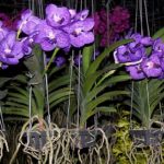 cara menanam bunga anggrek