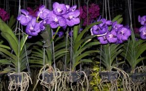 Cara Menanam Bunga Anggrek Agar Tumbuh Sehat, Perhatikan Langkahnya