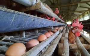 Harga Telur Anjok, Peternak Ayam Petelur di Purwakarta Terancam Gulung Tikar