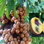 buah kepel