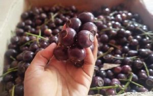 Tiga Manfaat Buah Kupa Bagi Kesehatan, Diantaranya Bisa Bersihkan Racun