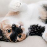 cara membersihkan bulu kucing di karpet