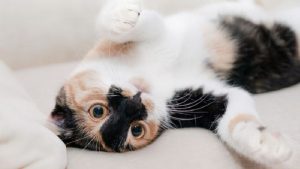 Begini Cara Membersihkan Bulu Kucing Di Karpet, Simak!