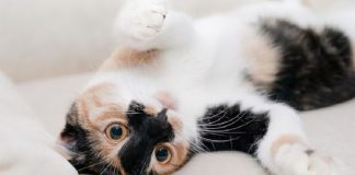 cara membersihkan bulu kucing di karpet