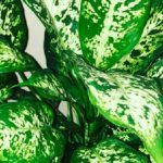 Tanaman hias yang coco di rawat oleh pemula