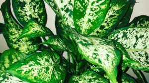 Tanaman Hias Yang Cocok Untuk Dirawat Oleh Pemula