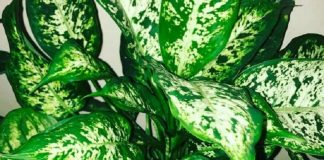 Tanaman hias yang coco di rawat oleh pemula