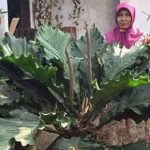daun gelombang cinta