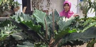 daun gelombang cinta