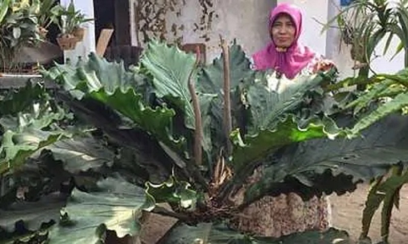 daun gelombang cinta