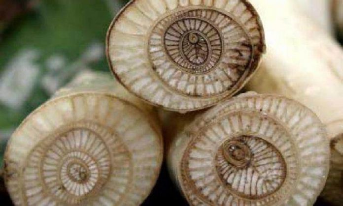 gedebog pisang manfaat gedebog pisang