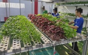 Taman Hidroponik di Lapas Kelas IIB Purwakarta Panen Raya Aneka Jenis Sayuran