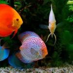 cara memelihara ikan discus