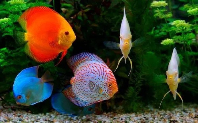 cara memelihara ikan discus