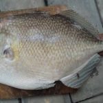 ikan etong