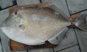 Ikan Etong Dan Segudang Manfaatnya Bagi Kesehatan Tubuh