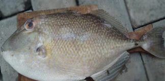 ikan etong