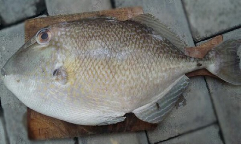 ikan etong