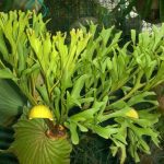 jenis tanaman tanduk rusa