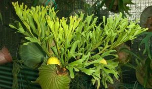 Tiga Jenis Tanaman Tanduk Rusa Yang Cocok Sebagai Hiasan Rumah