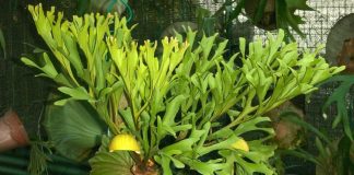 jenis tanaman tanduk rusa