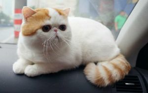 Mengenal Ragam Jenis Kucing Persia, Ada Yang Hidungnya Pesek