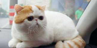 kucing persia