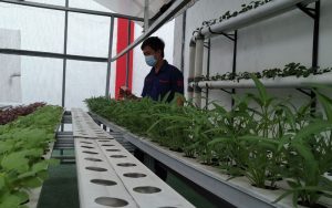 Lapas Purwakarta Dorong Warga Binaannya Untuk Kembangkan Pertanian Hidroponik