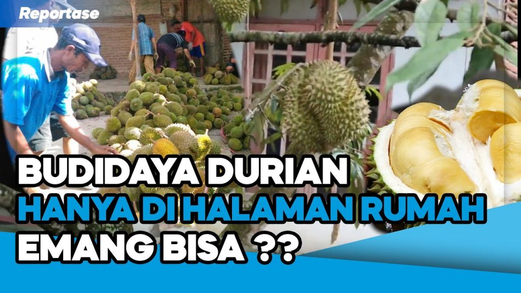Video: Tips Budidaya Durian Biar Cepat Berbuah di Pekarangan Rumah