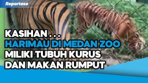Video: Diduga Kelaparan, Harimau Sumatera Ini Makan Rumput dan Kurus