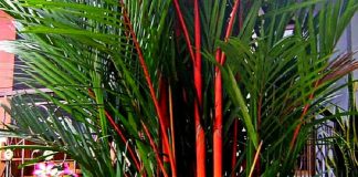 palem merah
