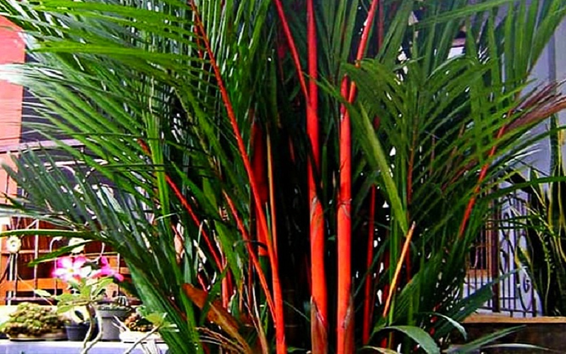 palem merah