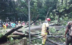 Pohon Besar Tumbang di Jalur Wanayasa Pondoksalam, Kedua Arah Macet Total