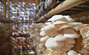 Budidaya Jamur Tiram Bagi Pemula, Begini Triknya!