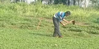 cara menanam rumput gajah