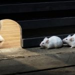 cara agar tikus tidak masuk rumah