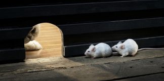 cara agar tikus tidak masuk rumah