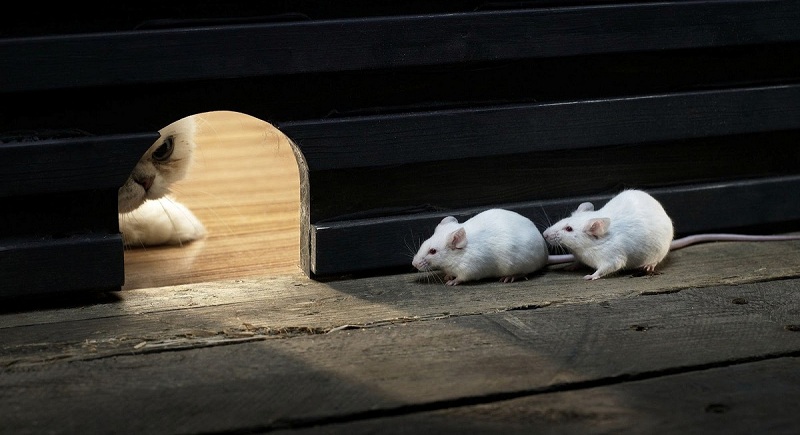 cara agar tikus tidak masuk rumah